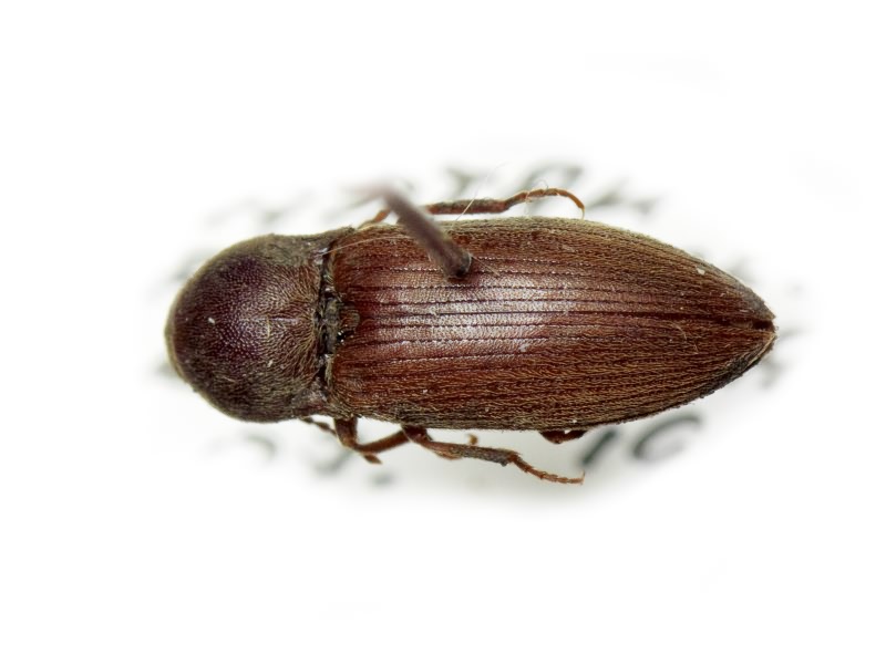Agriotes obscurus (Linnaeus, 1758)